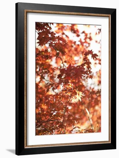 In the Trees I-Karyn Millet-Framed Photographic Print