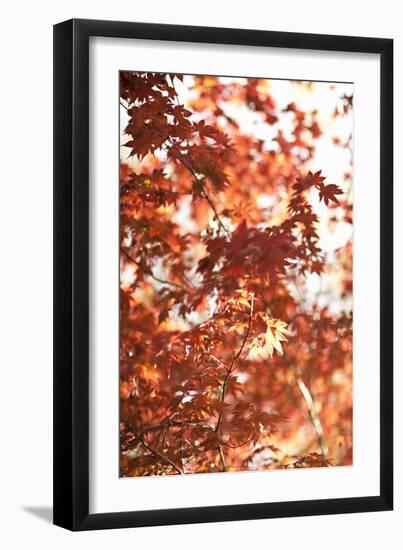 In the Trees I-Karyn Millet-Framed Photographic Print