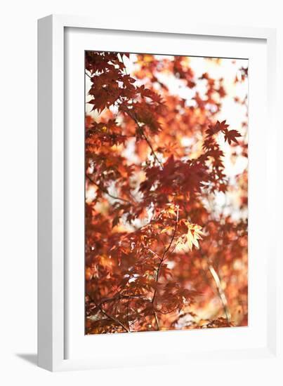 In the Trees I-Karyn Millet-Framed Photographic Print