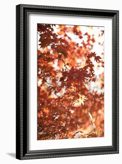 In the Trees I-Karyn Millet-Framed Photographic Print