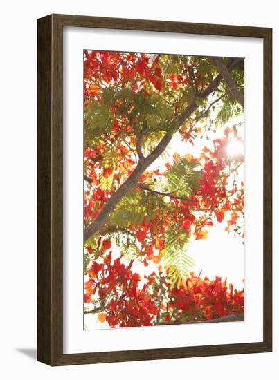 In the Trees II-Karyn Millet-Framed Photographic Print