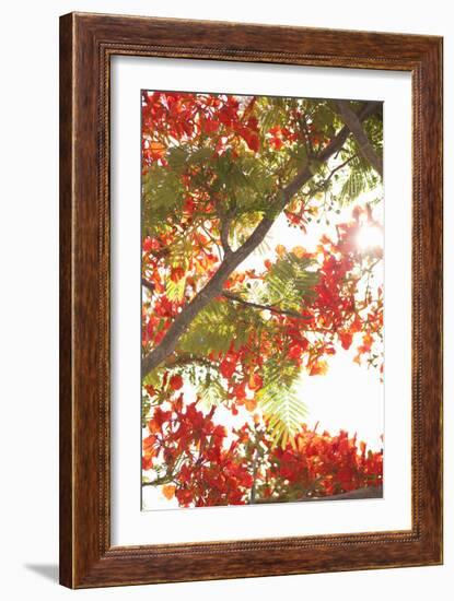 In the Trees II-Karyn Millet-Framed Photographic Print