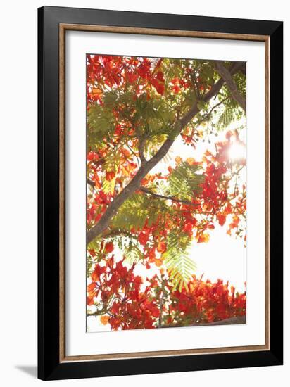 In the Trees II-Karyn Millet-Framed Photographic Print