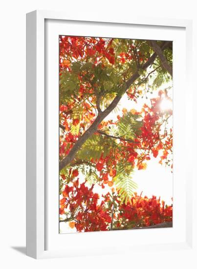 In the Trees II-Karyn Millet-Framed Photographic Print