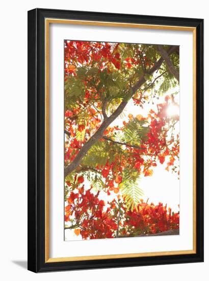 In the Trees II-Karyn Millet-Framed Photographic Print