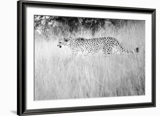 In The Wild-Lee Frost-Framed Giclee Print