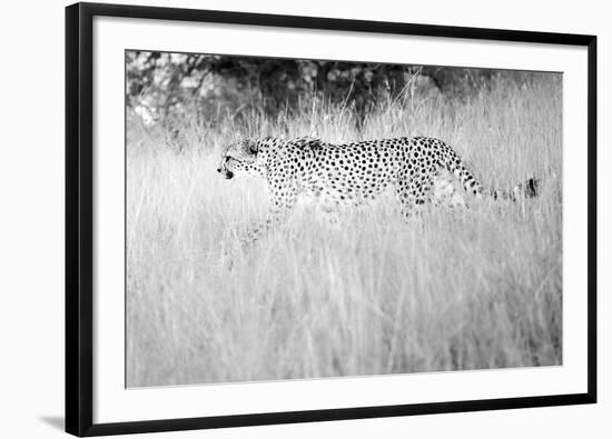 In The Wild-Lee Frost-Framed Giclee Print