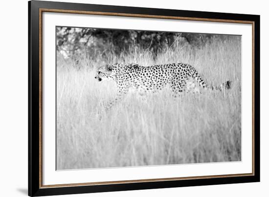 In The Wild-Lee Frost-Framed Giclee Print