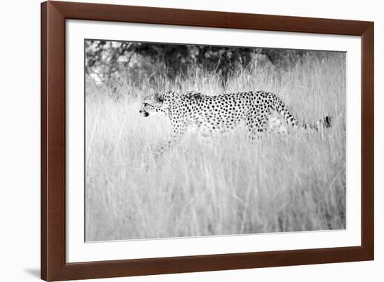 In The Wild-Lee Frost-Framed Giclee Print