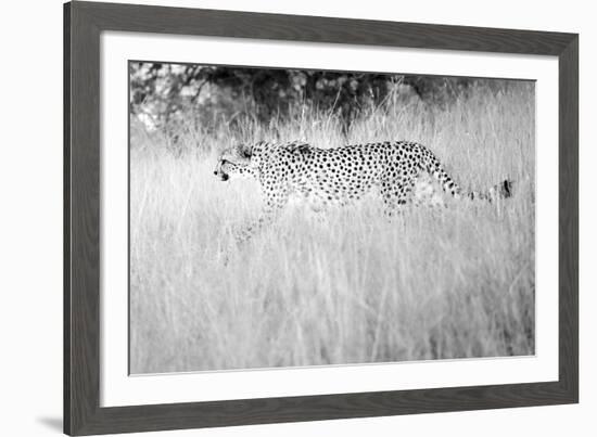 In The Wild-Lee Frost-Framed Giclee Print