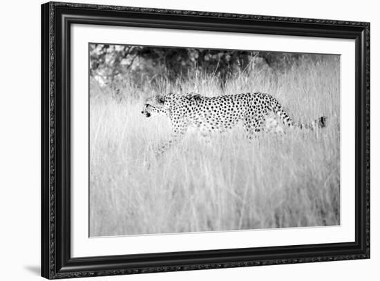 In The Wild-Lee Frost-Framed Giclee Print