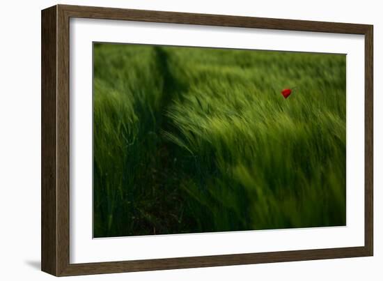 In the Wind-Kovop-Framed Photographic Print