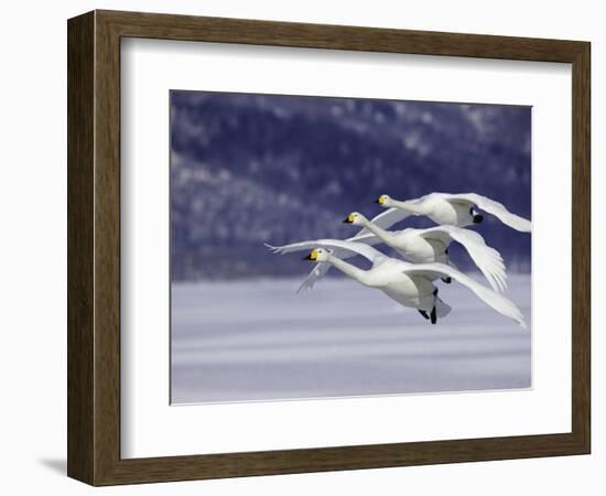In Unison-Art Wolfe-Framed Photographic Print
