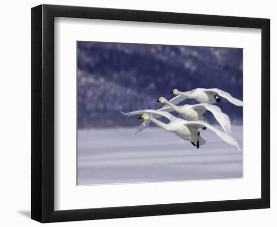 In Unison-Art Wolfe-Framed Photographic Print