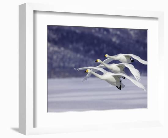 In Unison-Art Wolfe-Framed Photographic Print