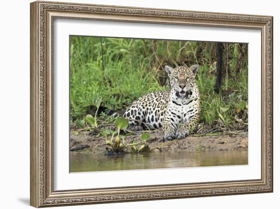 In Wait-Staffan Widstrand-Framed Giclee Print