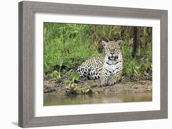 In Wait-Staffan Widstrand-Framed Giclee Print