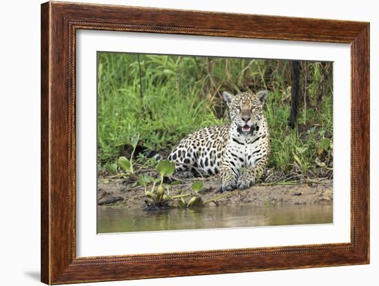 In Wait-Staffan Widstrand-Framed Giclee Print