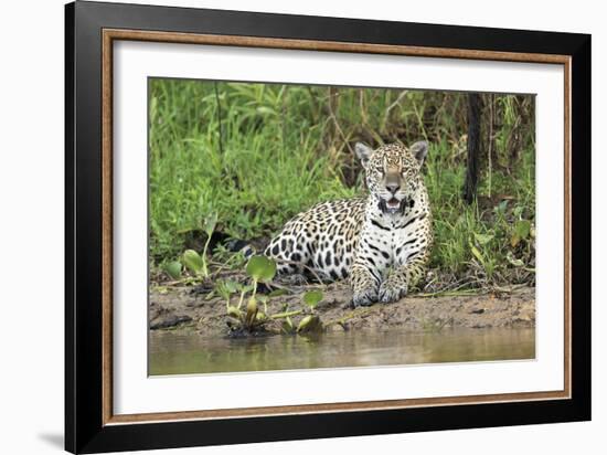 In Wait-Staffan Widstrand-Framed Giclee Print