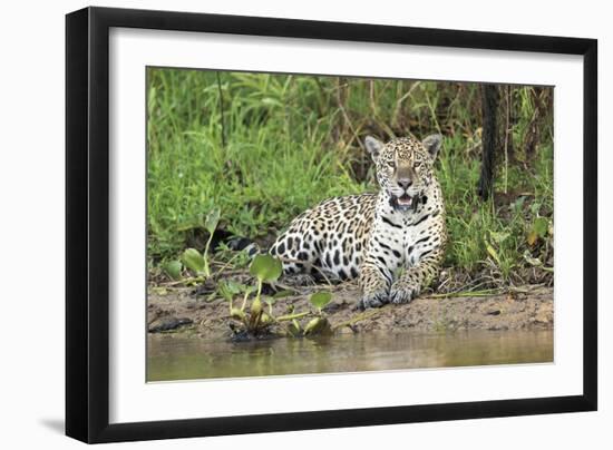 In Wait-Staffan Widstrand-Framed Giclee Print