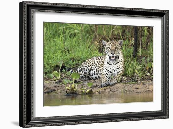 In Wait-Staffan Widstrand-Framed Giclee Print