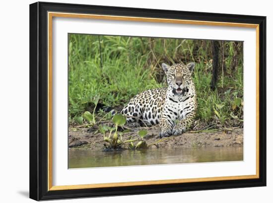 In Wait-Staffan Widstrand-Framed Giclee Print