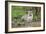 In Wait-Staffan Widstrand-Framed Giclee Print