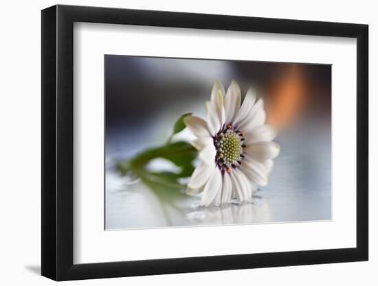 In water ll-Heidi Westum-Framed Photographic Print