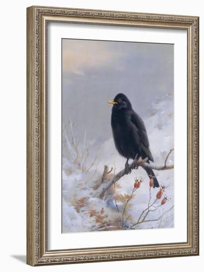 In Winter's Grasp - Blackbird, 1921-Archibald Thorburn-Framed Giclee Print