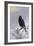 In Winter's Grasp - Blackbird, 1921-Archibald Thorburn-Framed Giclee Print