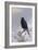 In Winter's Grasp - Blackbird, 1921-Archibald Thorburn-Framed Giclee Print