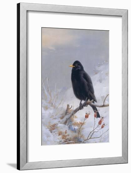 In Winter's Grasp - Blackbird, 1921-Archibald Thorburn-Framed Giclee Print