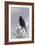 In Winter's Grasp - Blackbird, 1921-Archibald Thorburn-Framed Giclee Print