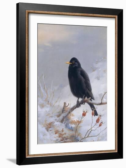 In Winter's Grasp - Blackbird, 1921-Archibald Thorburn-Framed Giclee Print