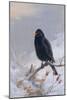 In Winter's Grasp - Blackbird, 1921-Archibald Thorburn-Mounted Giclee Print