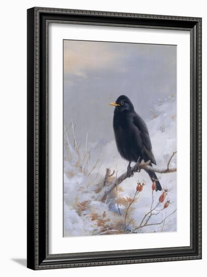 In Winter's Grasp - Blackbird, 1921-Archibald Thorburn-Framed Giclee Print