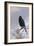 In Winter's Grasp - Blackbird, 1921-Archibald Thorburn-Framed Giclee Print