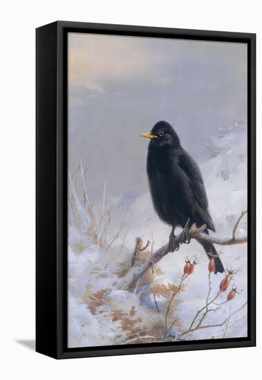 In Winter's Grasp - Blackbird, 1921-Archibald Thorburn-Framed Premier Image Canvas