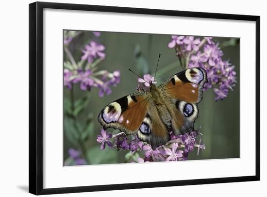 Inachis Io (Peacock Butterfly, European Peacock)-Paul Starosta-Framed Photographic Print