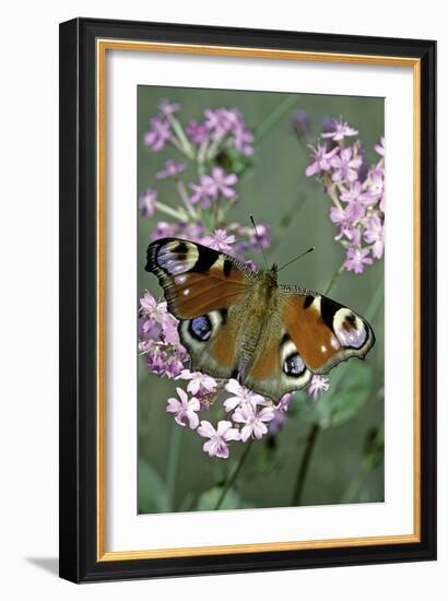 Inachis Io (Peacock Butterfly, European Peacock)-Paul Starosta-Framed Photographic Print