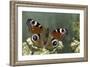 Inachis Io (Peacock Butterfly, European Peacock)-Paul Starosta-Framed Photographic Print