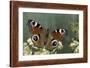 Inachis Io (Peacock Butterfly, European Peacock)-Paul Starosta-Framed Photographic Print