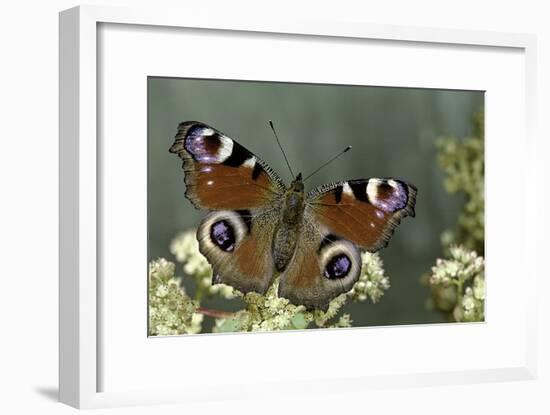 Inachis Io (Peacock Butterfly, European Peacock)-Paul Starosta-Framed Photographic Print