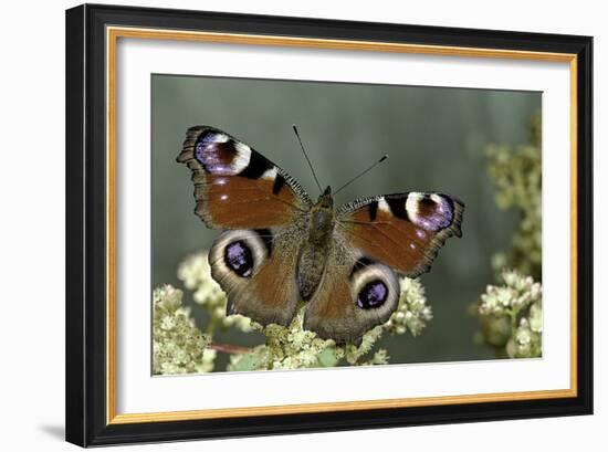 Inachis Io (Peacock Butterfly, European Peacock)-Paul Starosta-Framed Photographic Print