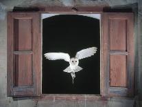 Barn Owl Flying into Building Through Window Carrying Mouse Prey, Girona, Spain-Inaki Relanzon-Photographic Print