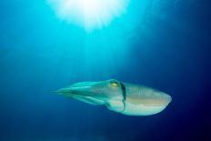 Sea Turtle, Swimming Underwater, Nosy Be, North Madagascar-Inaki Relanzon-Photographic Print