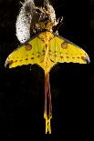 Comet Moth, Comet Butterfly (Argema Mittrei), in Captivity, Madagascar-Iñaki Relanzon-Framed Photographic Print