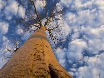 Looking Up at Baobab on Baobabs Avenue, Morondava, West Madagascar-Inaki Relanzon-Photographic Print