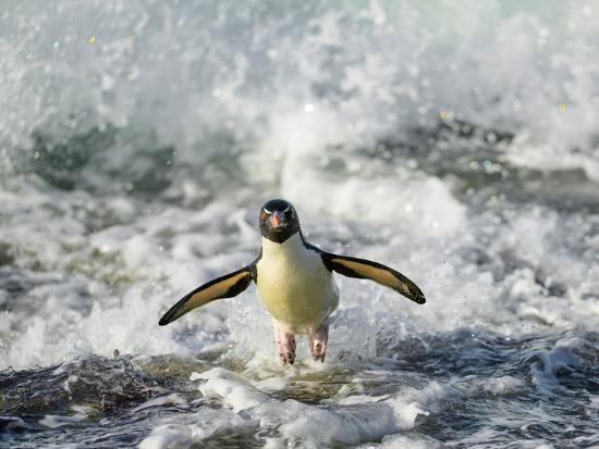 Photographic Print, , large