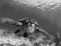 Whitsunday Islands, Great Barrier Reef, Australia-Inaki Relanzon-Photographic Print